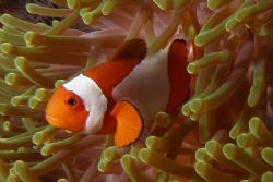 Clown fish in Sulawesi by Brad Cox 